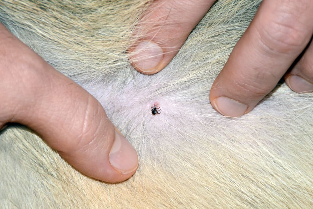 April is Prevent Lyme Disease in Dogs Month. Ticks can carry Lyme disease, so if your dog gets bit, there's a chance they may have it. Here are some tips to prevent your dog getting Lyme Disease, as well as treatment options. | Dog Training In Your Home Columbia